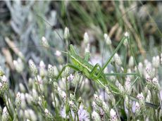 Дыбка-степная_личинка-старшего-возраста